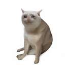 Cash Cat (CASHCAT) logo