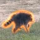 Jimothy The Raccoon (JIMOTHY) logo