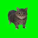Spinning Cat (OIIAOIIA) logo