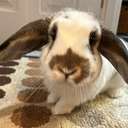 Solport Tom's bunny Lola (LOLA) logo