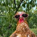 Gallo the Hen (GALLO) logo