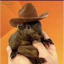 Pnut the Squirrel (PNUT) logo