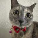 Just Elizabeth Cat (ELIZABETH) logo