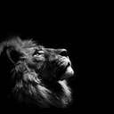 The Lion (LION) logo