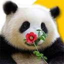 花花 (flower flower) (花花) logo