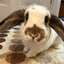 Solport Tom's bunny Lola (LOLA) logo