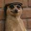 The Meerkat Meme (MEERKAT) logo