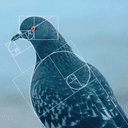 level941 (PIGEON) logo