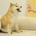 Feisty Doge NFT (NFD) logo