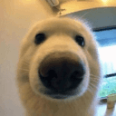Boop (BOOP) logo