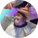 monkeyhaircut (MONK) logo