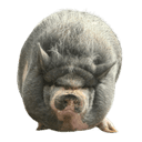 Nikepig (NIKEPIG) logo