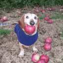 dog with apple in mouth (APPLE) logo