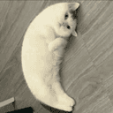 Mooncat (MOONCAT) logo