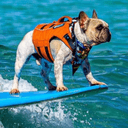 The Surfing Frenchie (DALE) logo