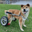 Wheelchair Pup (PUP) logo